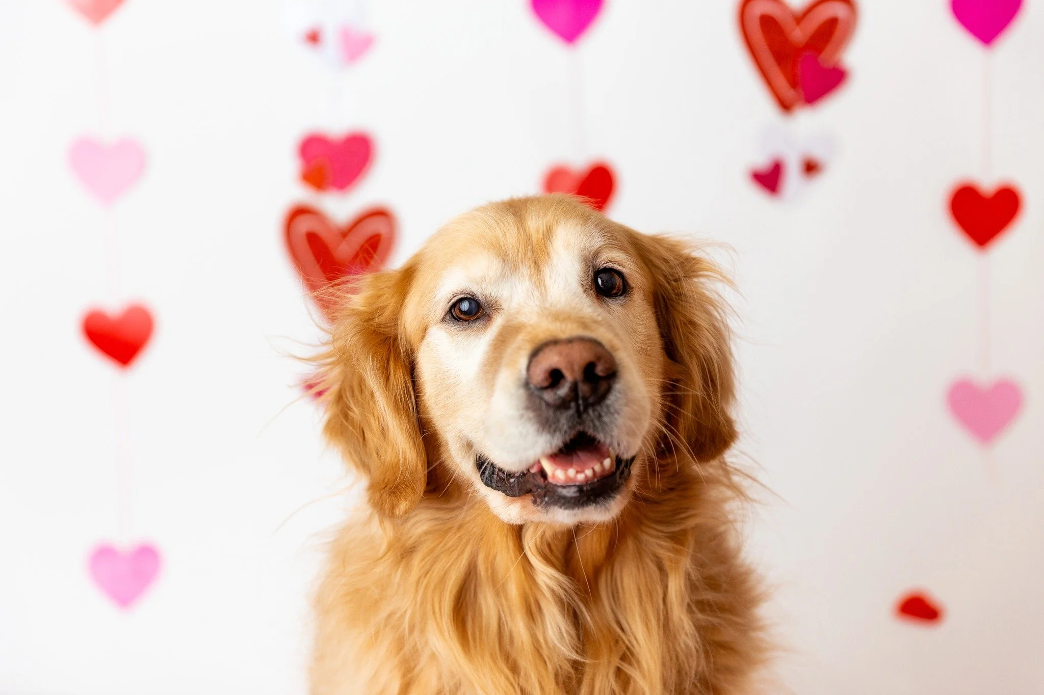 Happy Valentine&rsquo;s Day from my sweet loves! 💕 We had so much fun playing with flower petals and capturing memories I&rsquo;ll treasure forever.
