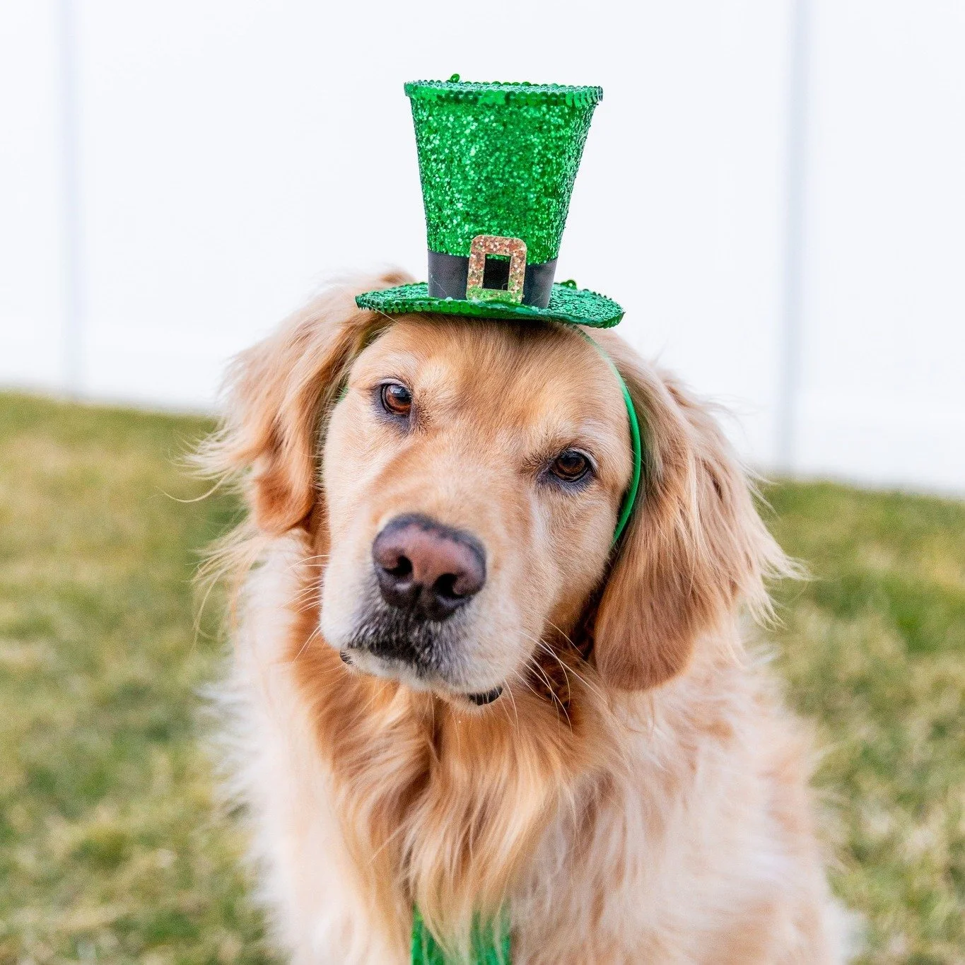 Happy St. Patrick&rsquo;s Day! 🍀

May your day be filled with a little luck, a lot of laughter, and moments worth capturing 💚📸