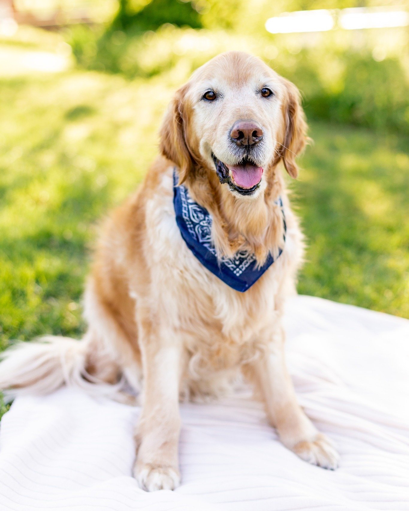 Clients often ask, &ldquo;Can I bring my dog to my session?&rdquo; Yes&mdash;100% yes! I absolutely encourage your fur babies to join. I love dogs, and they&rsquo;re always welcome! 🐾

Captured this cute photo of Heidi! I enjoyed seeing her again fo