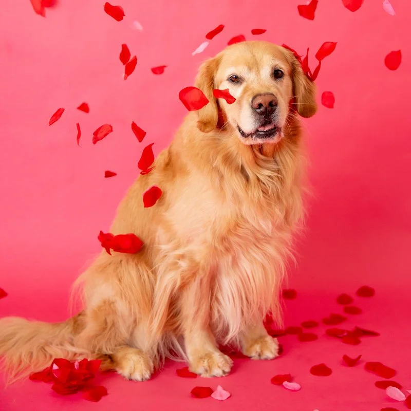 Groot_Valentines-Day-800x800.jpg
