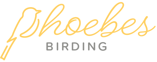Phoebes Birding