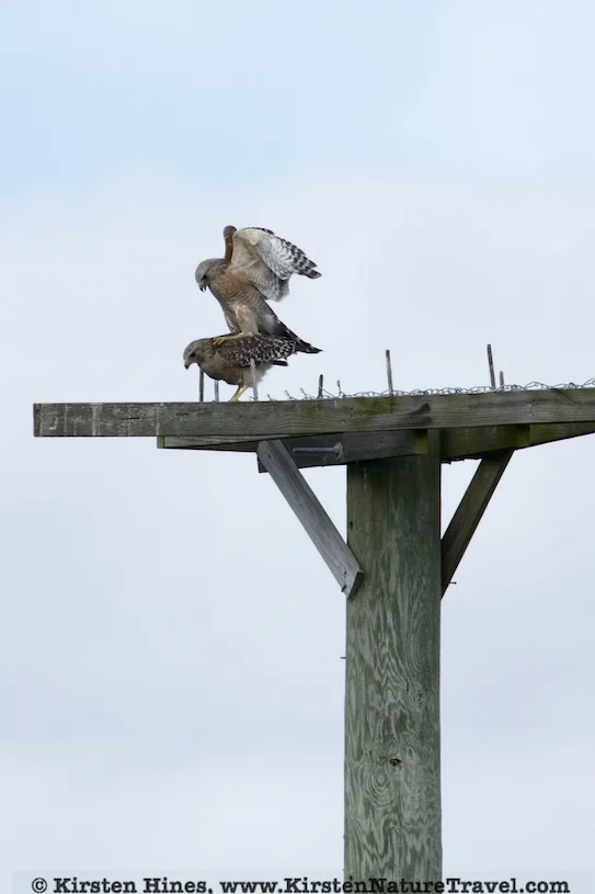 mating.jpg