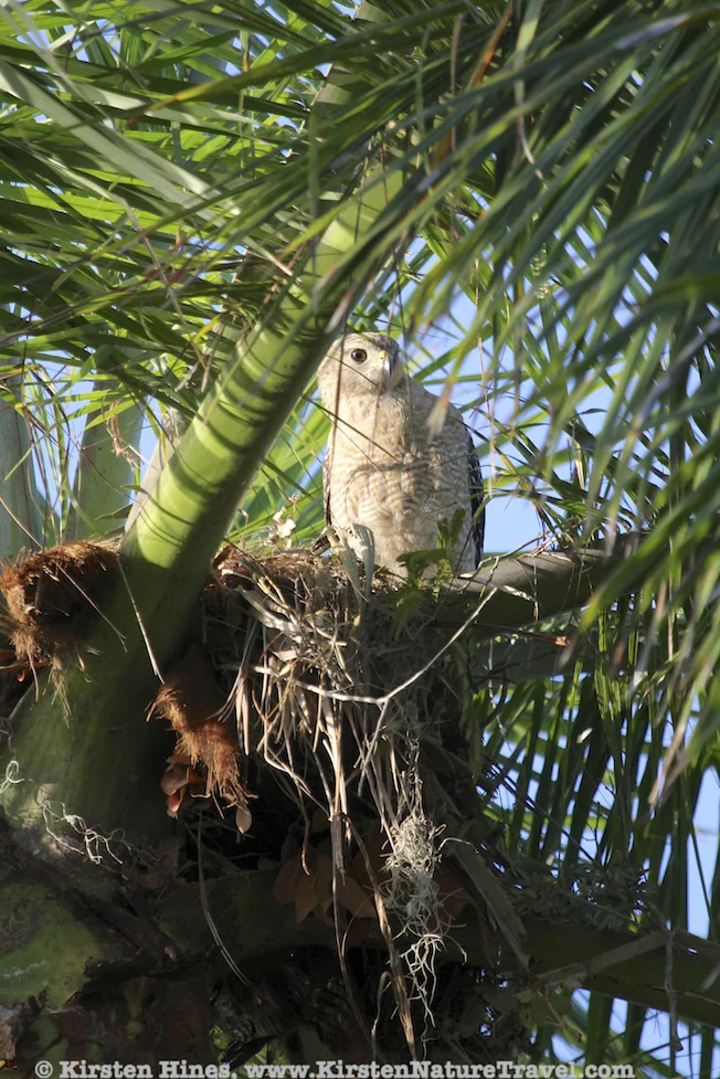 nest.jpg