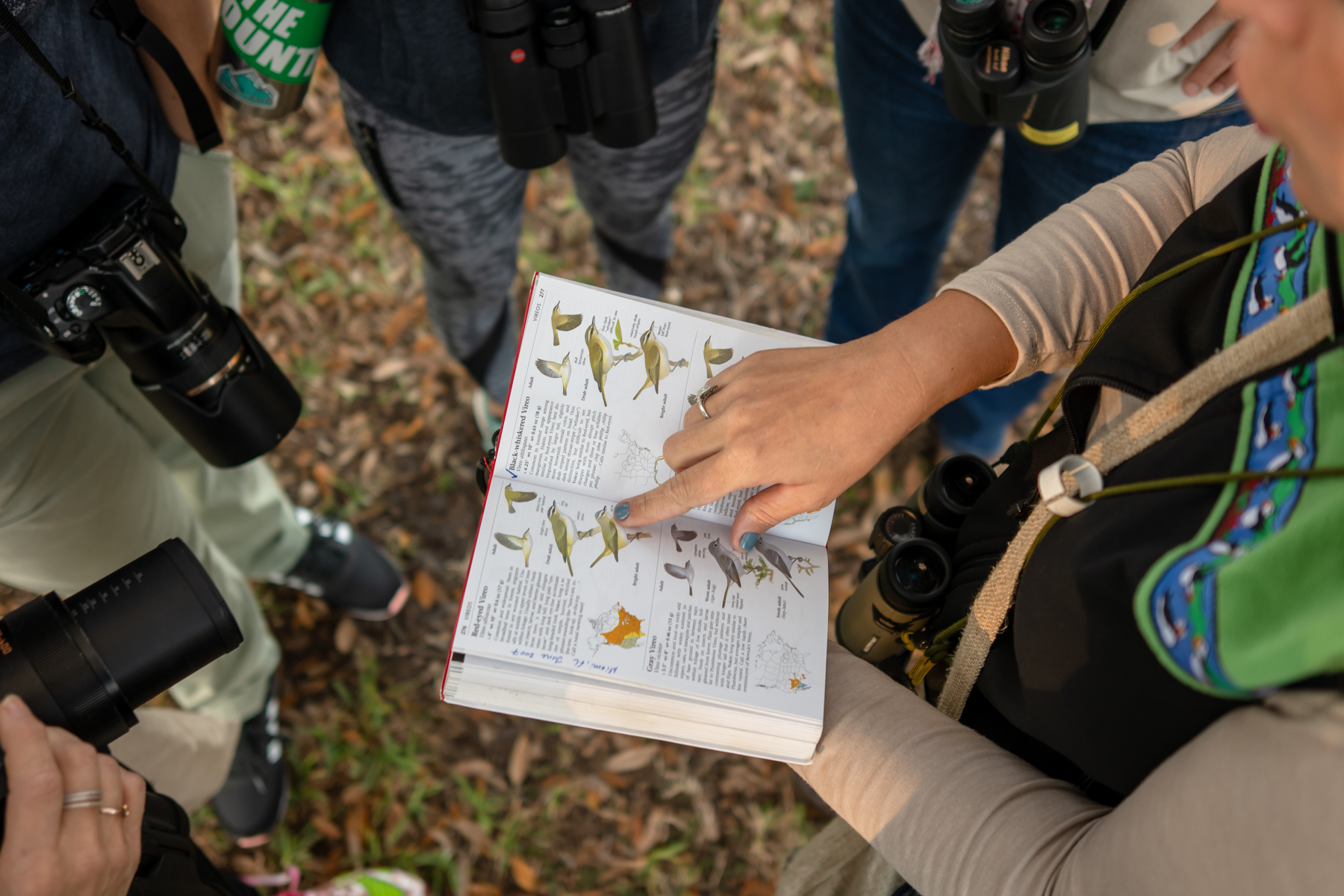 Trip leader Eliana shows the group a Red-Eyed Vireo in her field guide.