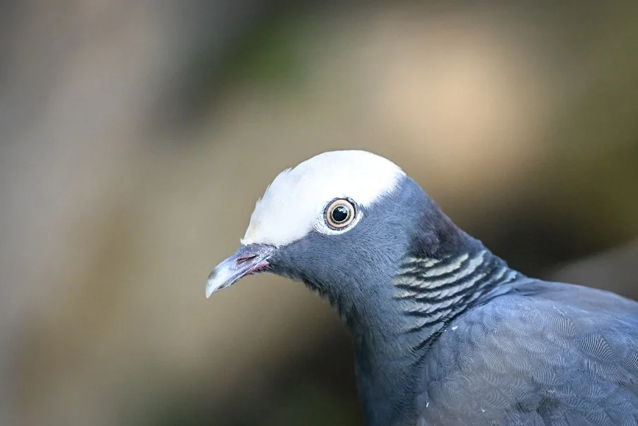 White-crowned Pigeon
