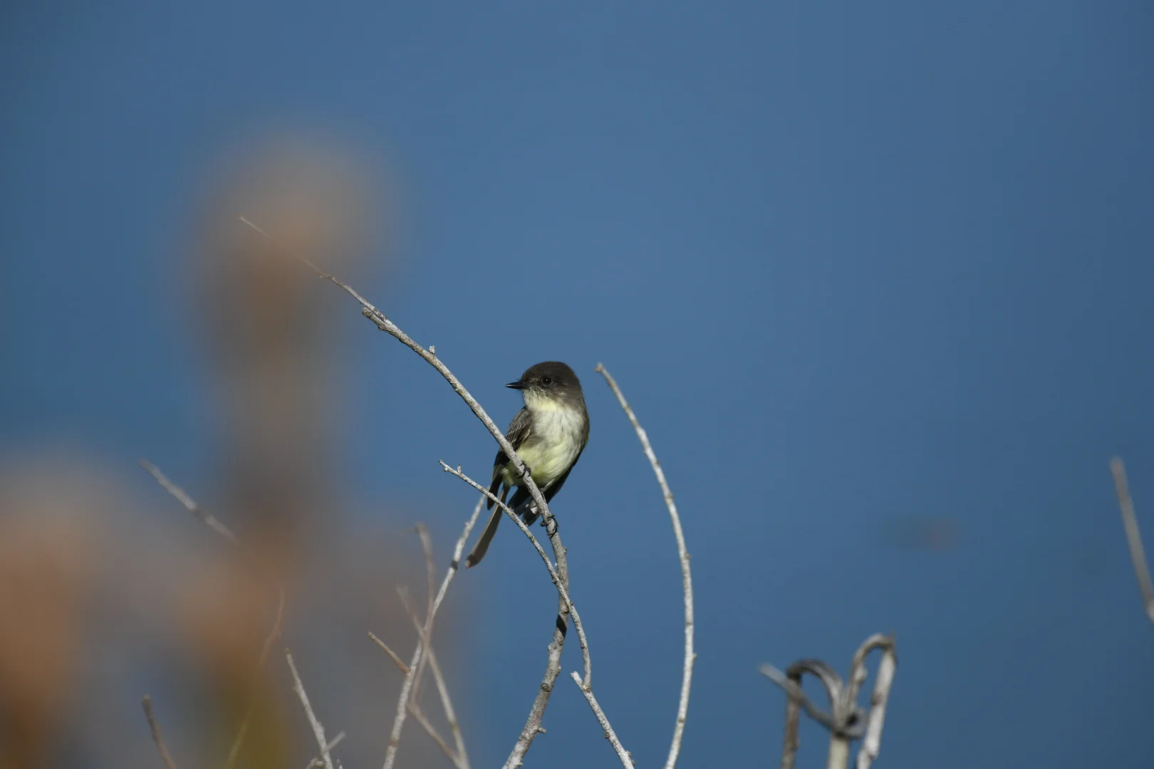 Our namesake: the Eastern Phoebe!