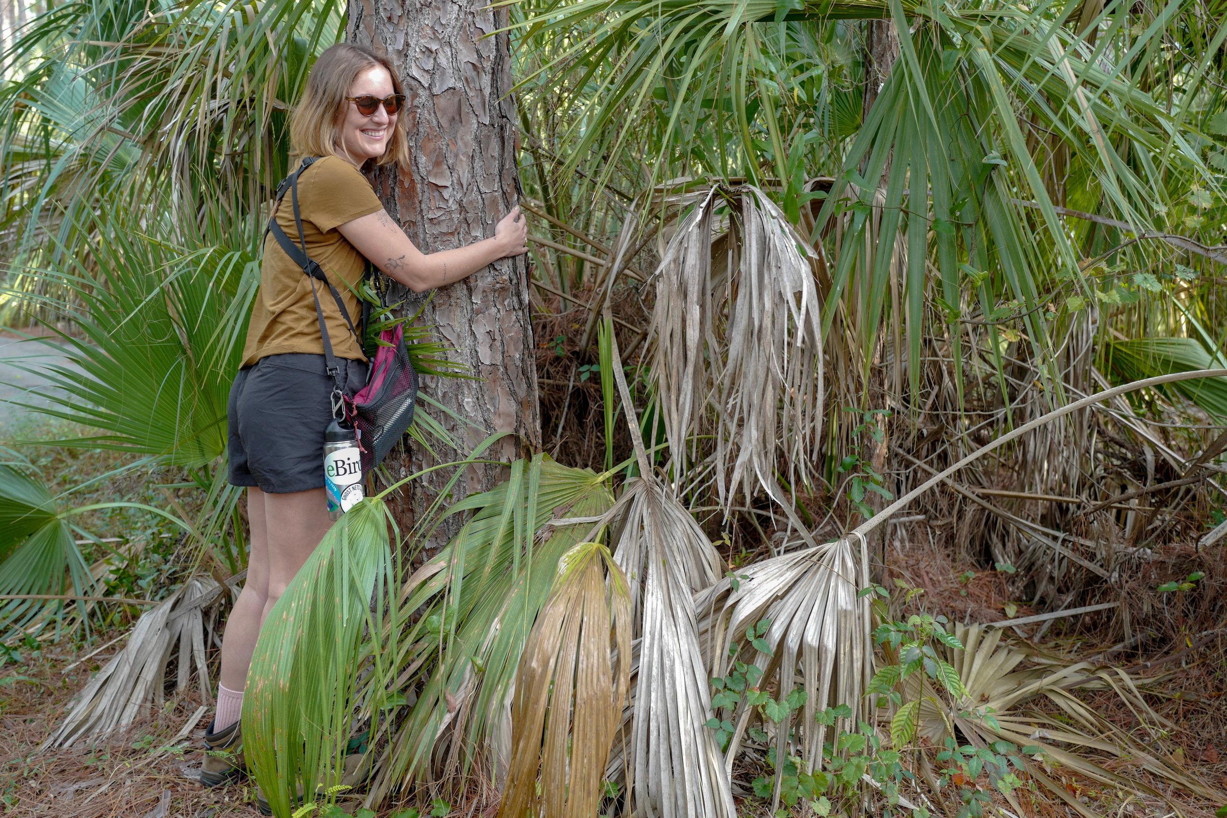 Our visitor from the Feminist Bird Club hugs a tree - Florida's Slash Pine!