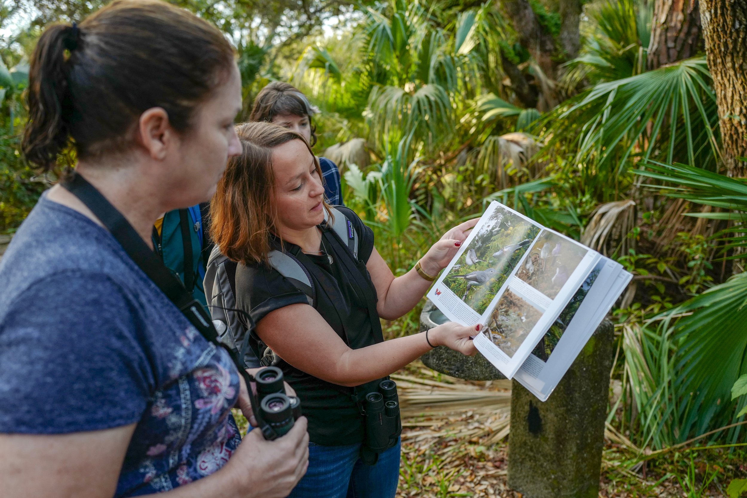 Meredith points out a Blue-gray Gnatcatcher in her Crossley ID Guide.