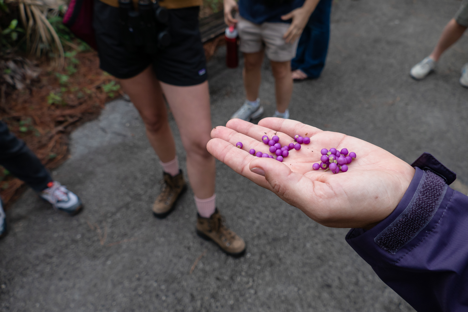 Eliana shows the group Florida's native beautyberry.