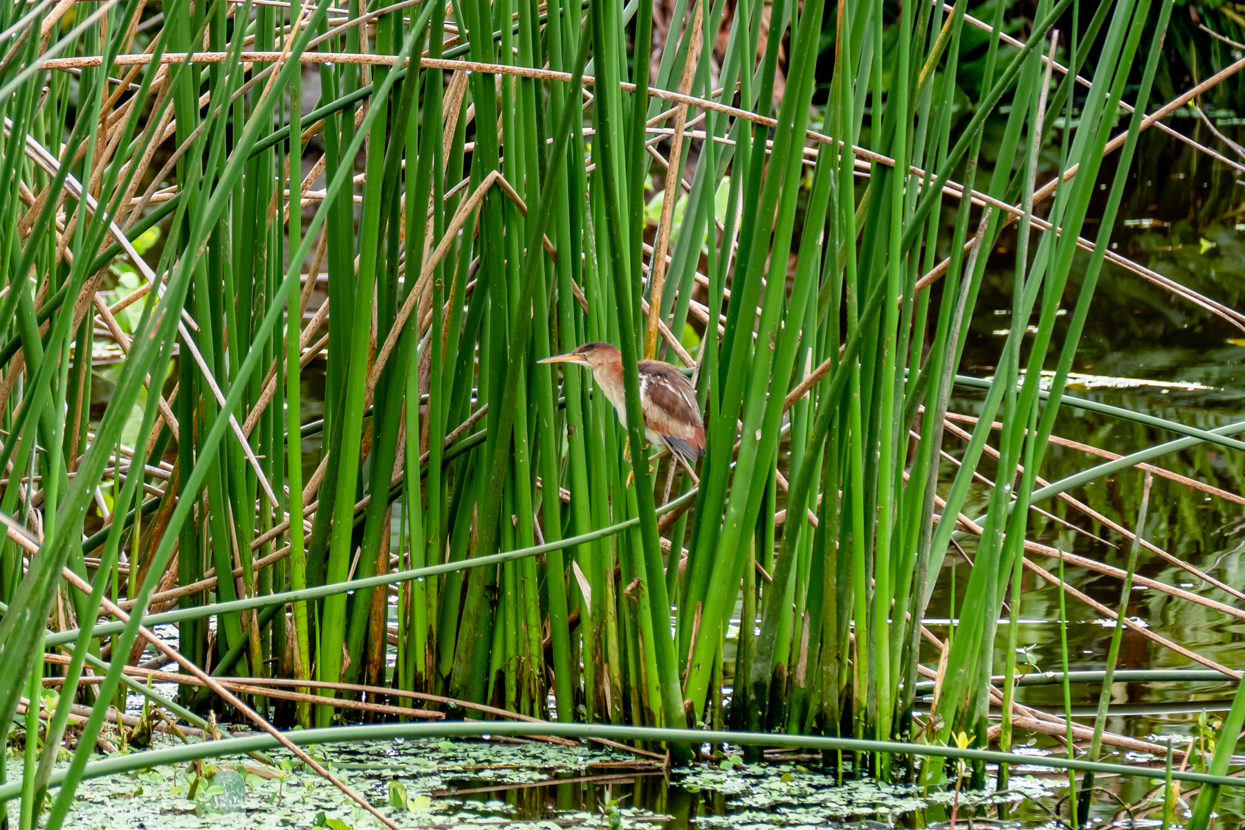 Female Least Bittern.