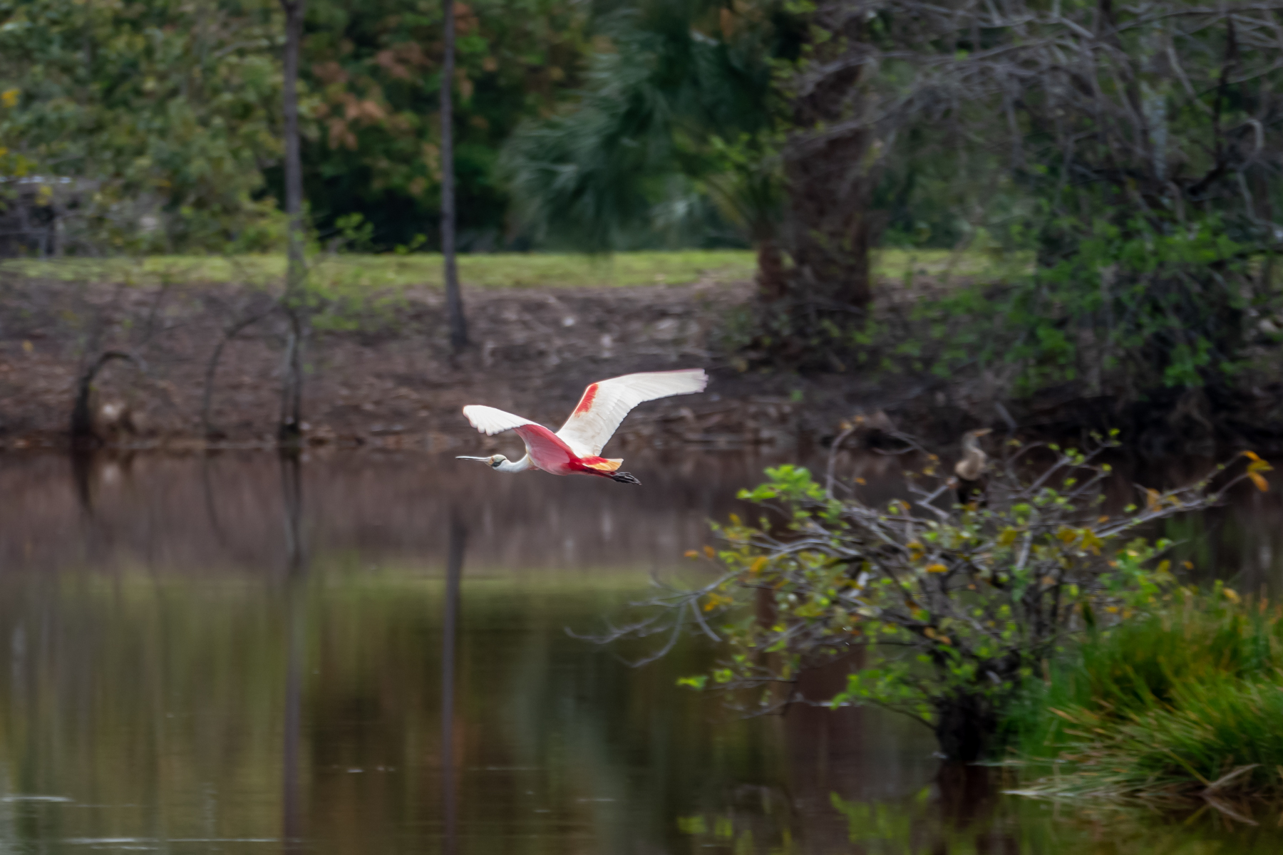 Adult Roseate Spoonbill - a lifer for many!