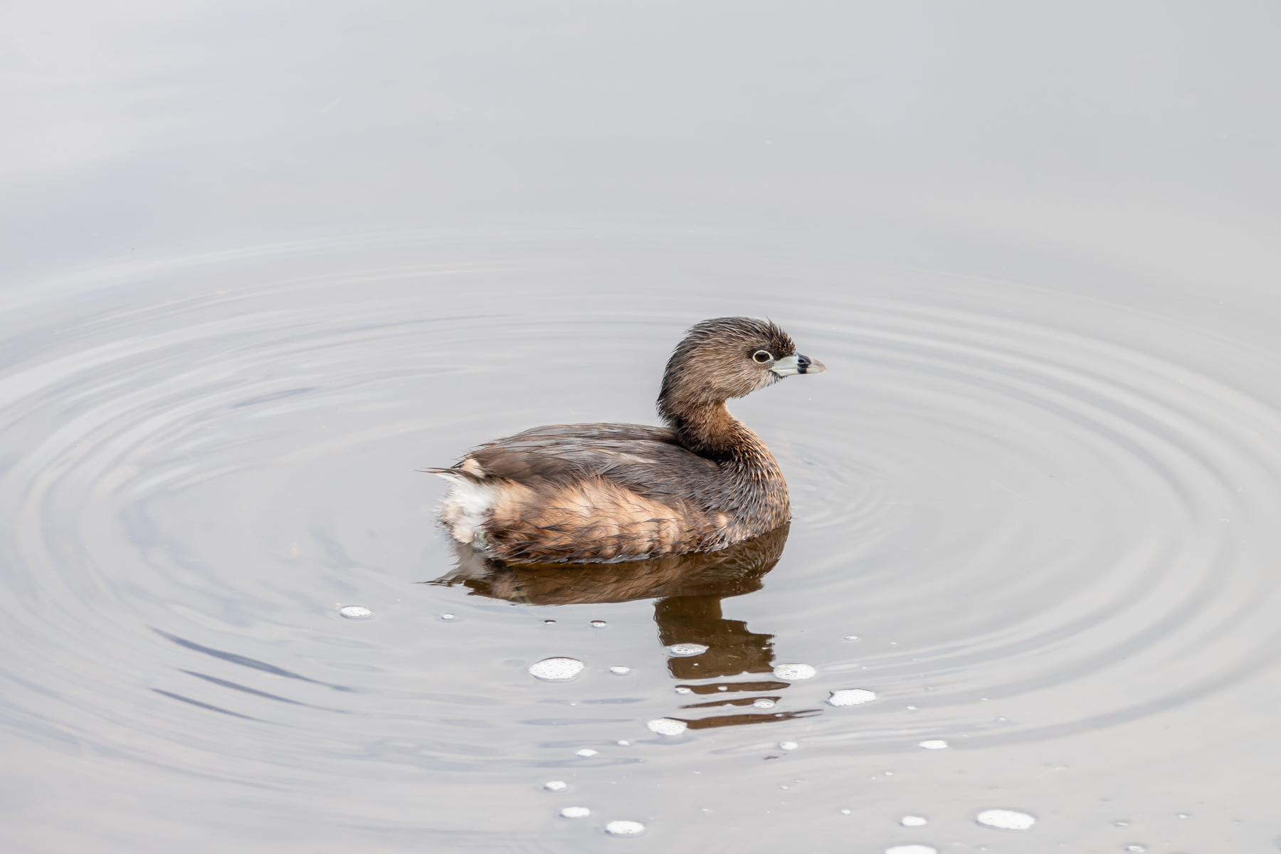 Pied-billed Grebe.