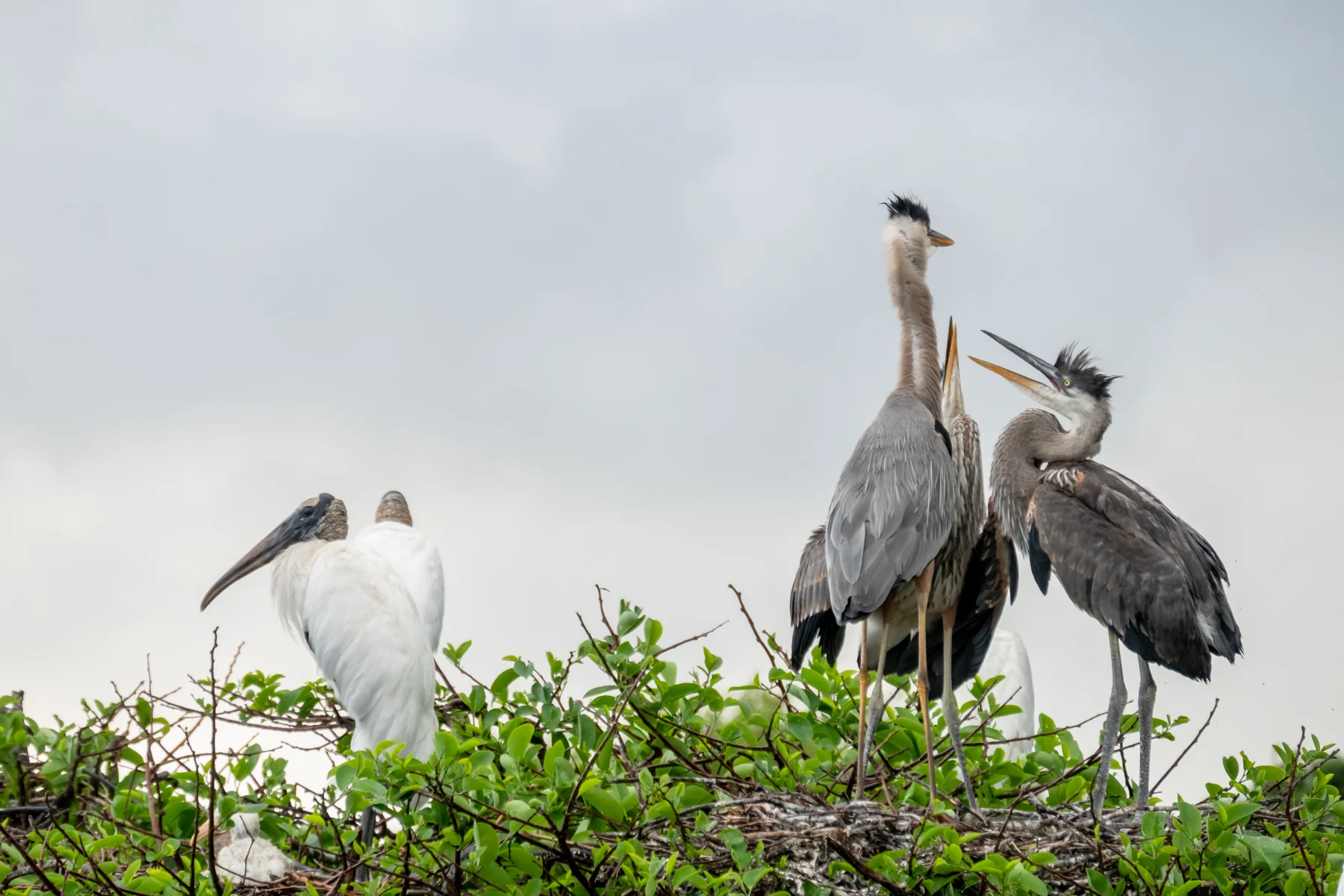Nesting Wood Storks (left) and Great Blue Herons (right).