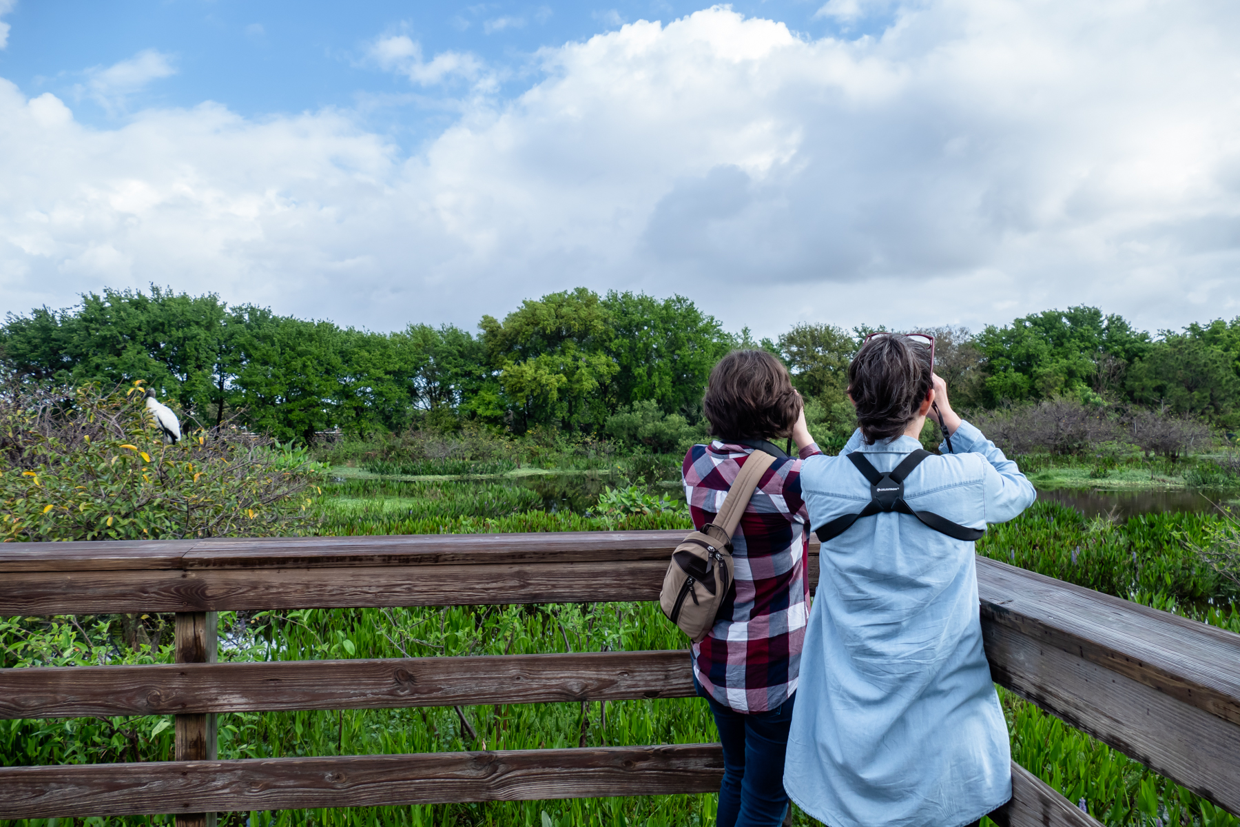 Looking for the Roseate Spoonbill.