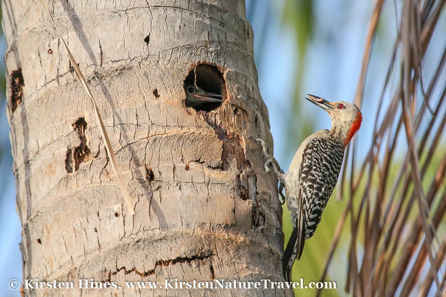KirstenHines_Woodpecker-1.jpg