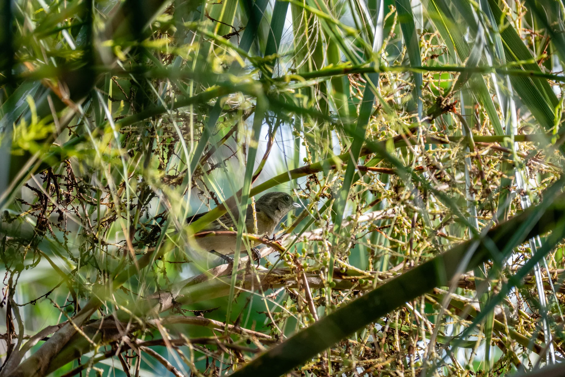 The Western Spindalis - a lifer for many of us!