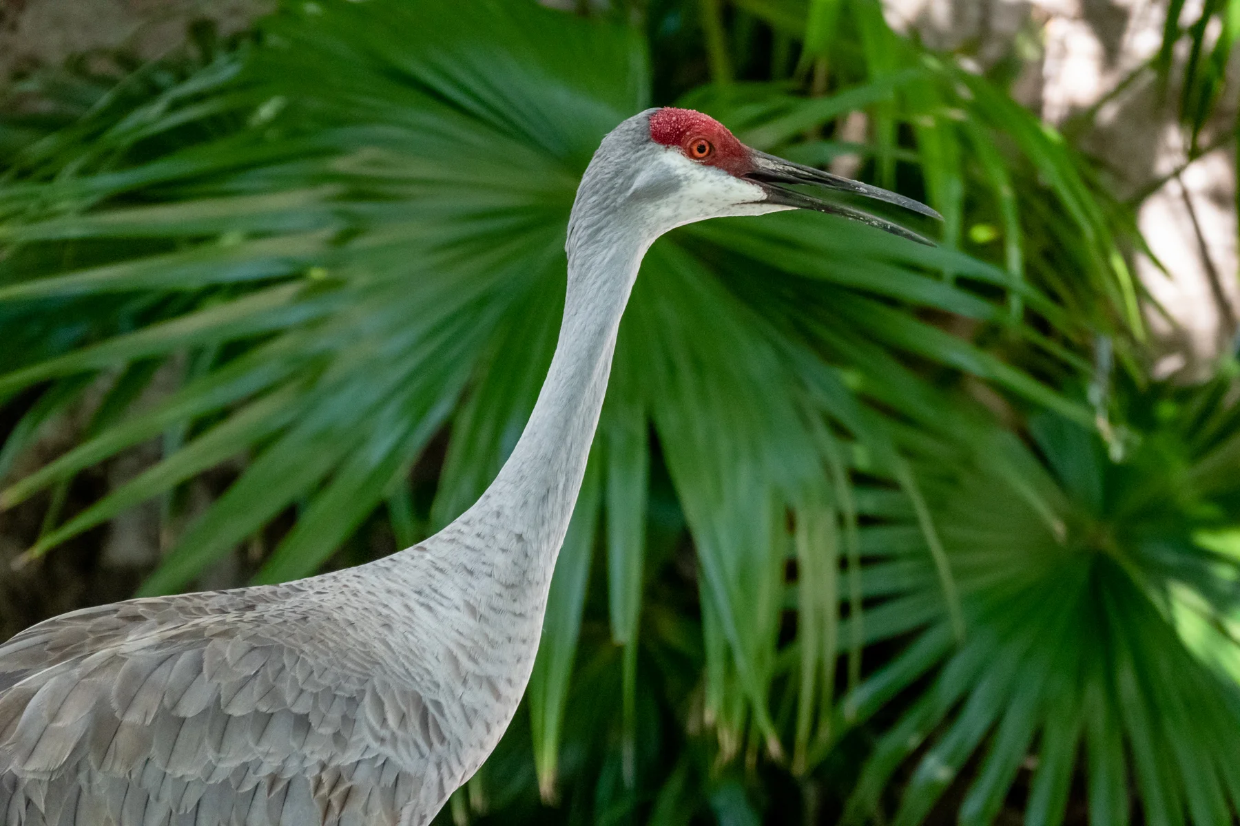 Sandhill Crane