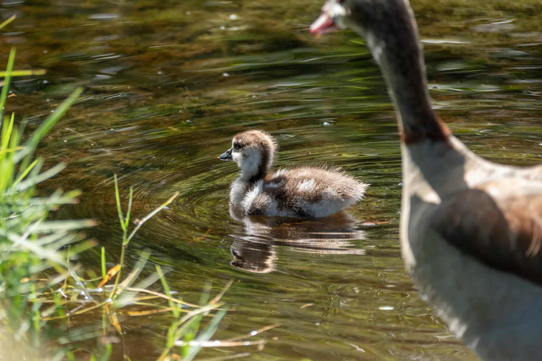 An Egyptian Goose chick.