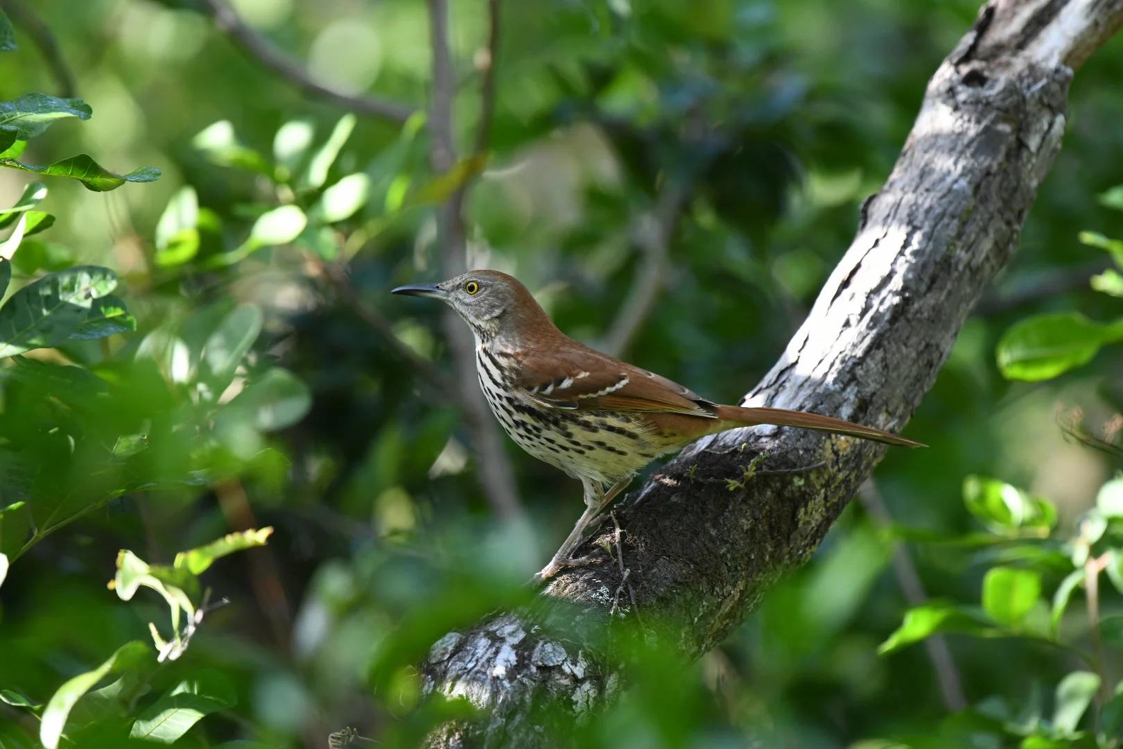 Bird Walk Wrap-Up: Matheson Hammock Park