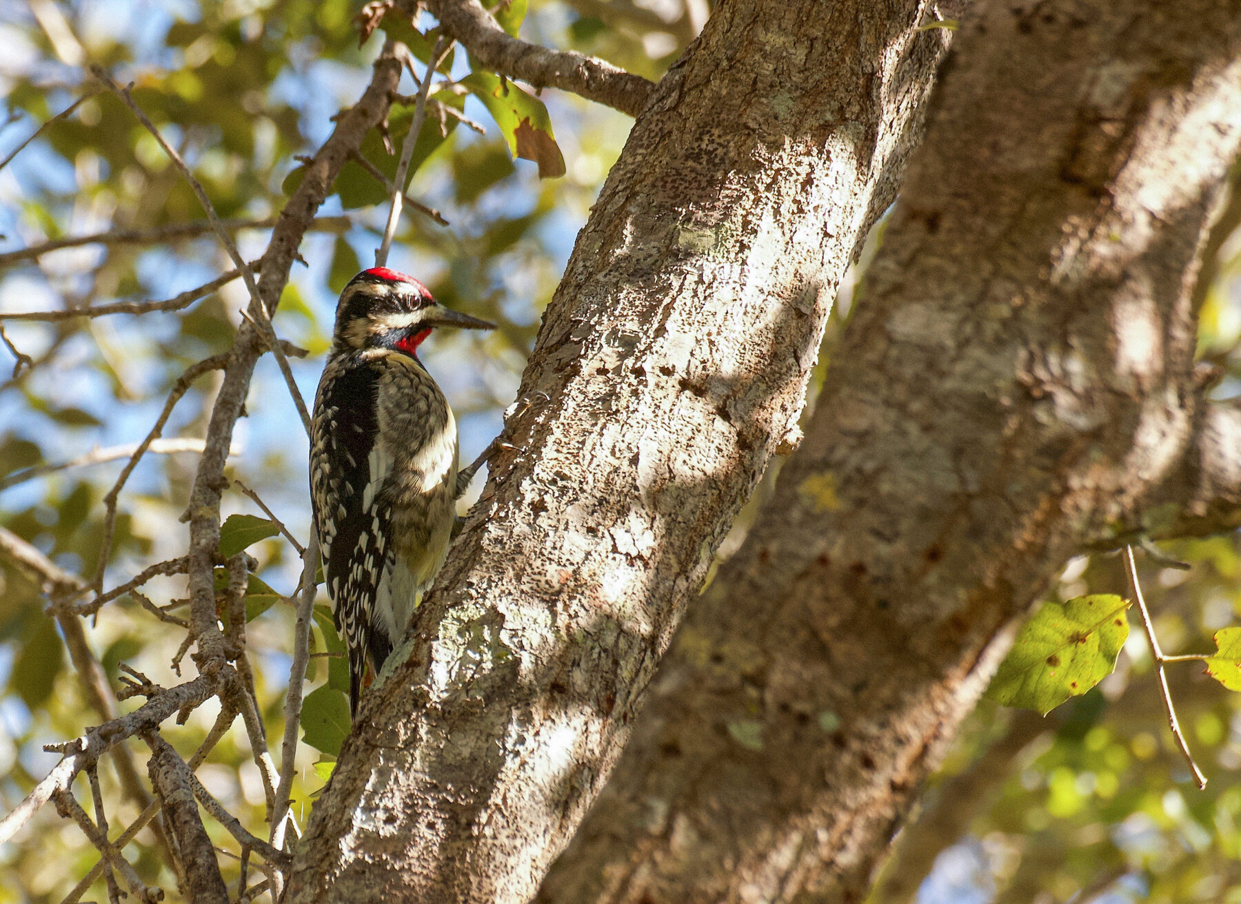 Yellow-bellied Sapsucker