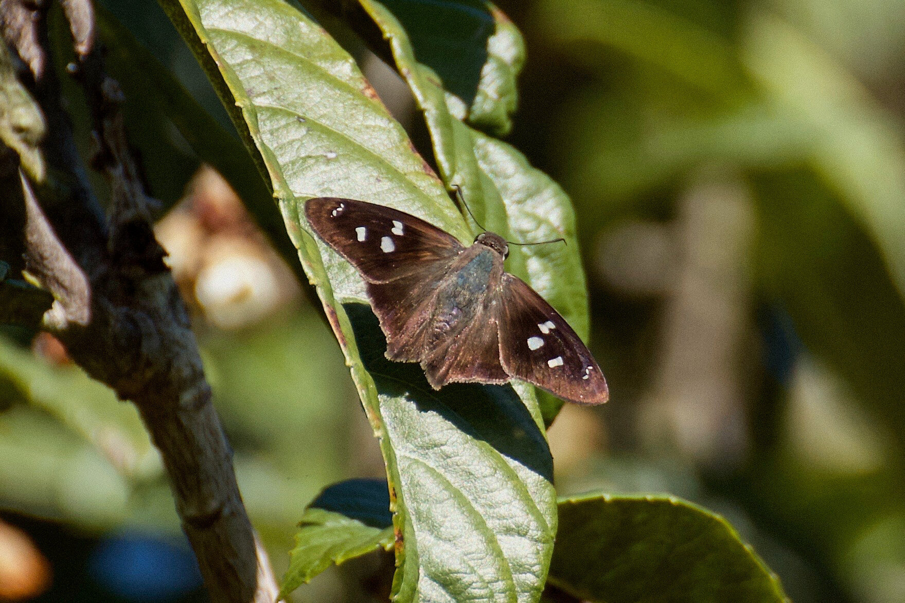 Hammock Skipper