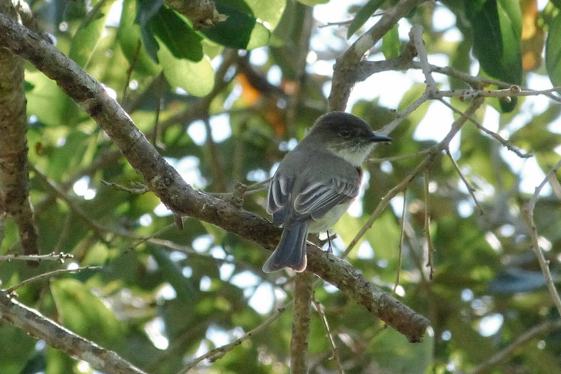Eastern Phoebe