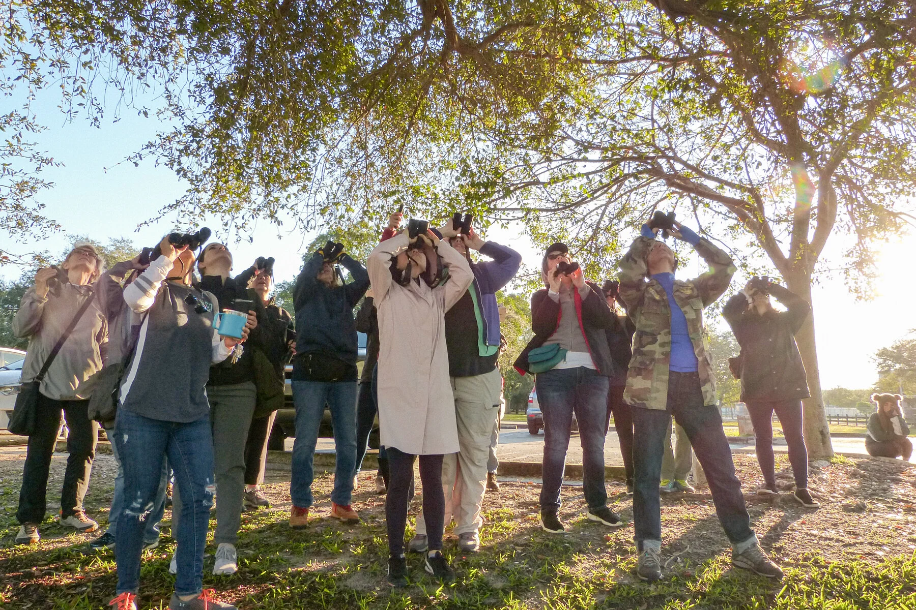 Thirty-two Phoebes showed up for our walk at Kendall Indian Hammocks Park!