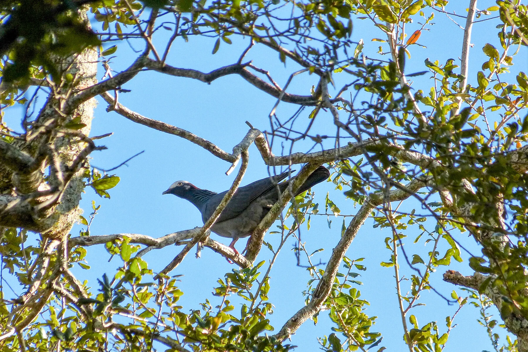 White-crowned Pigeon