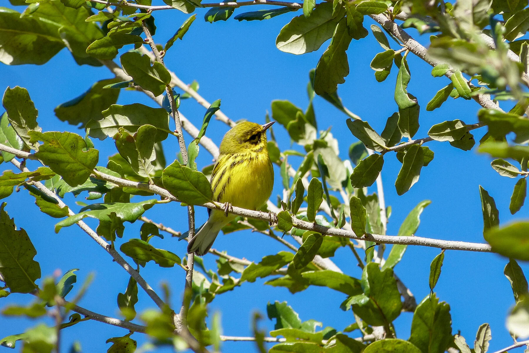 Prairie Warbler