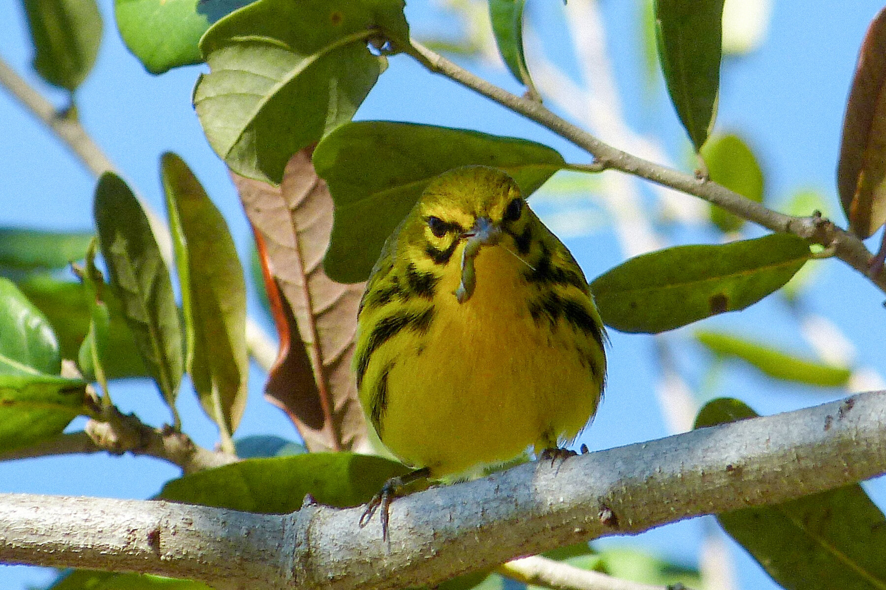 Praire Warbler