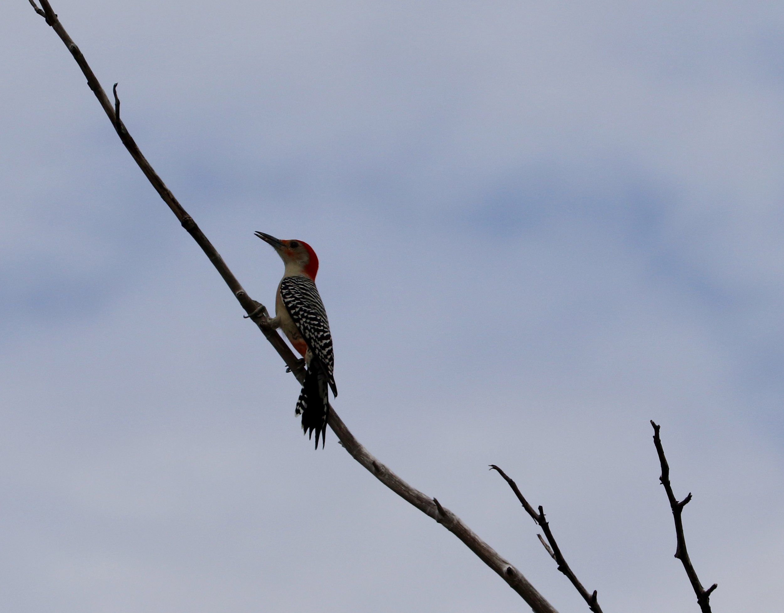 Red-bellied Woodpecker at Curry Hammock State Park