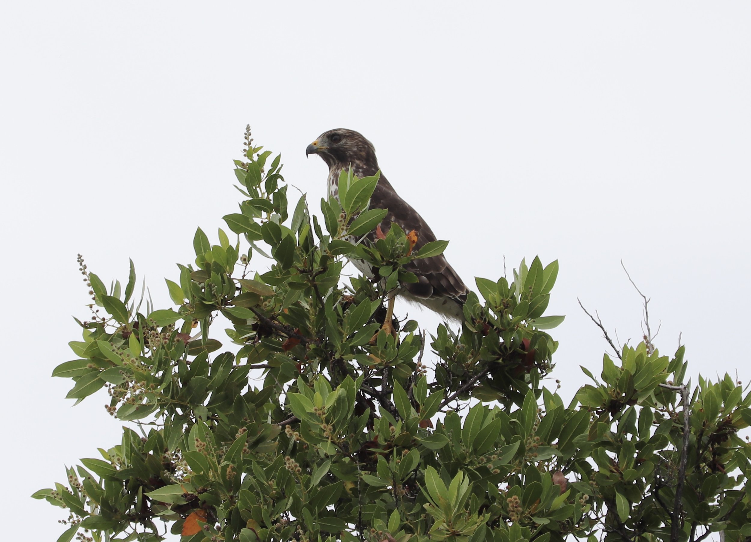 Red-shouldered Hawk at Curry Hammock State Park