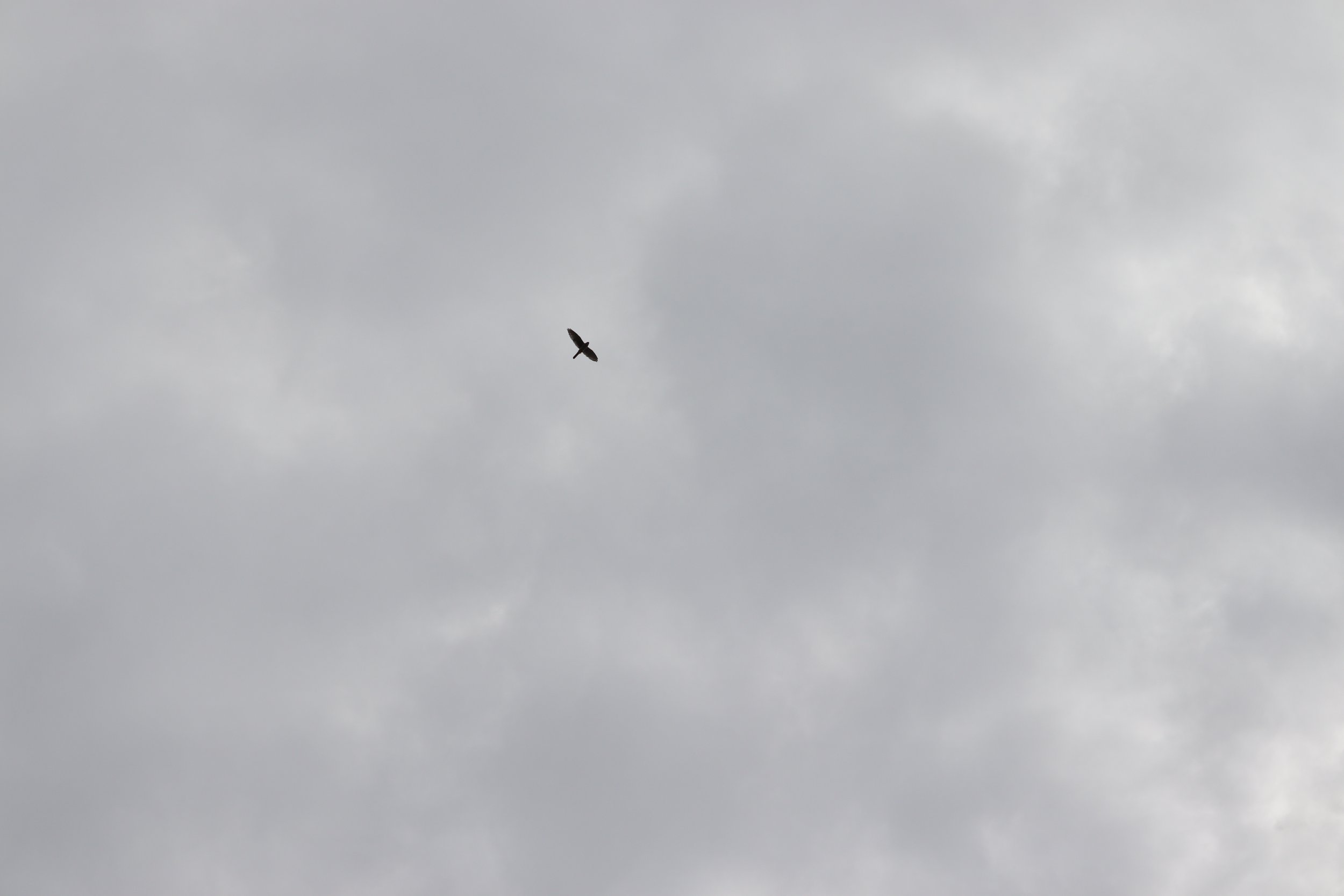 American Kestrel flying south over Curry Hammock State Park