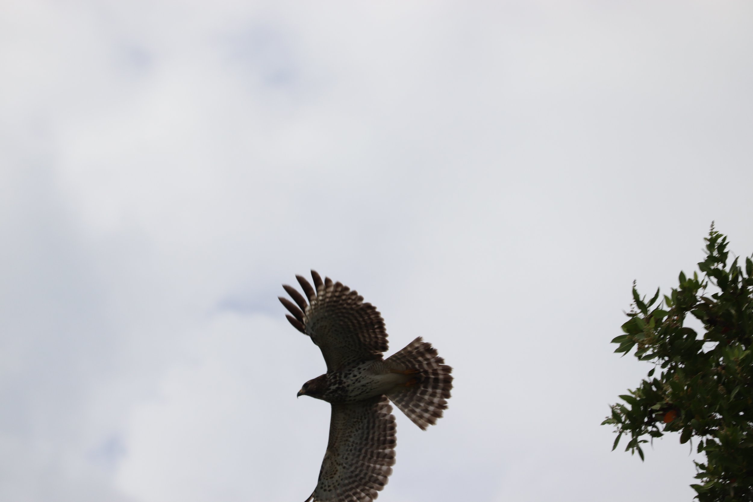 Red-shouldered Hawk at Curry Hammock State Park