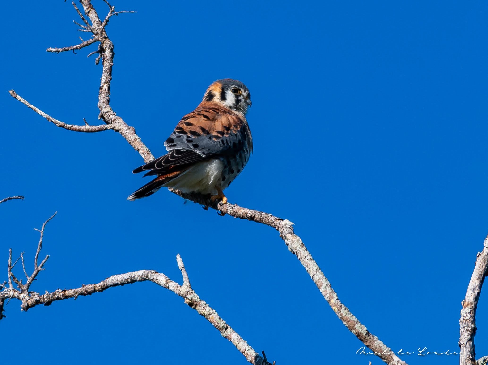 American Kestrel