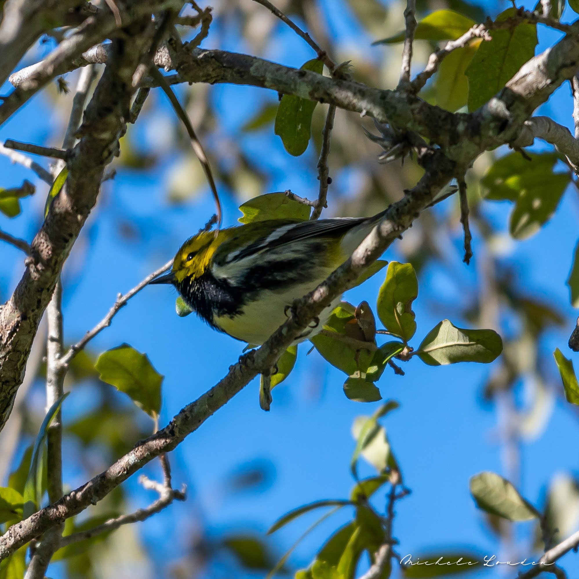 Black-throated Green Warbler