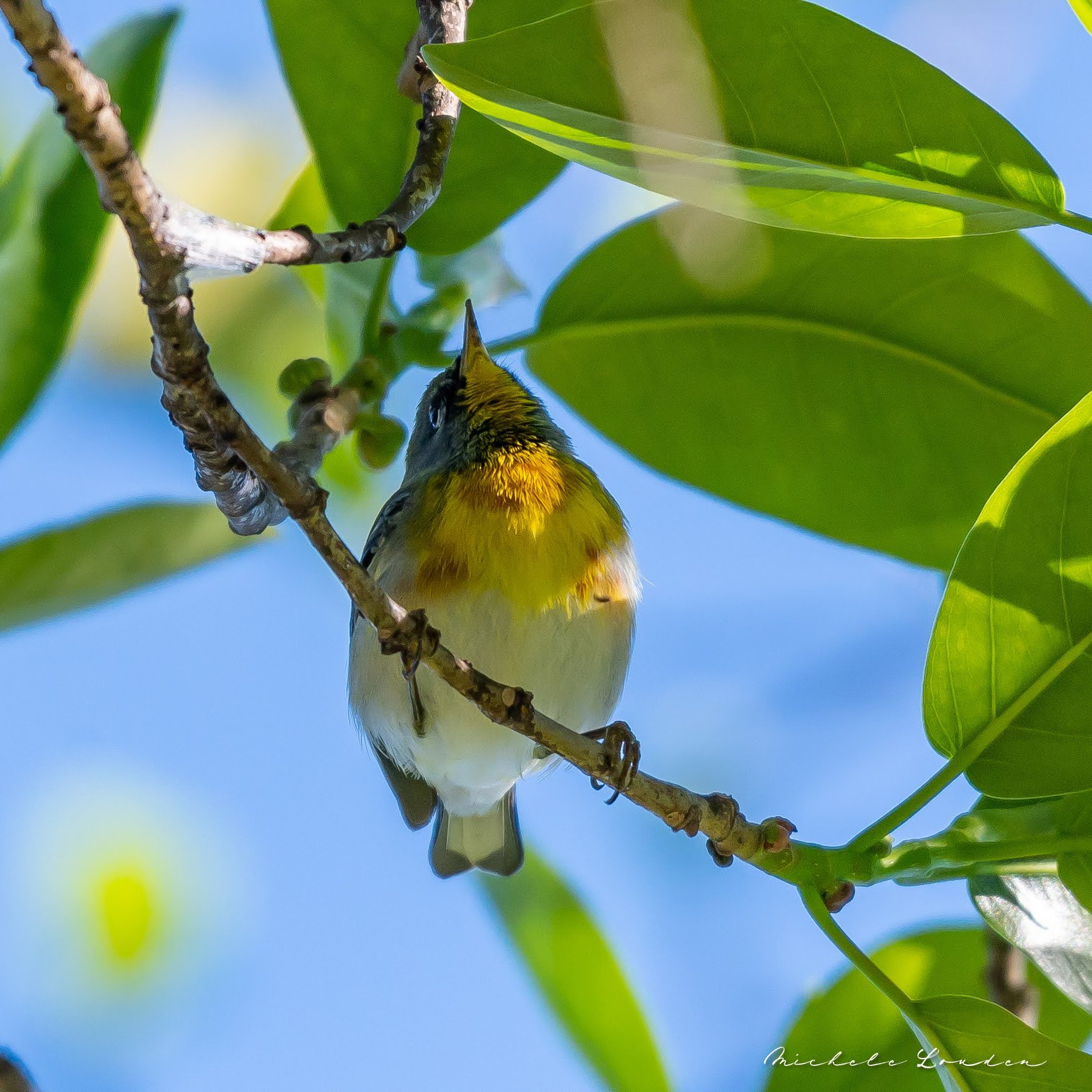 Northern Parula