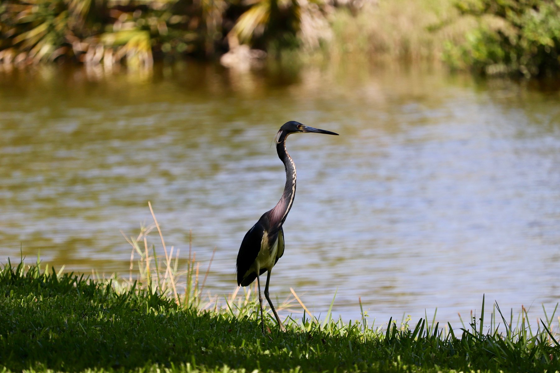 Tricolored Heron. Photo by Ana Lima.