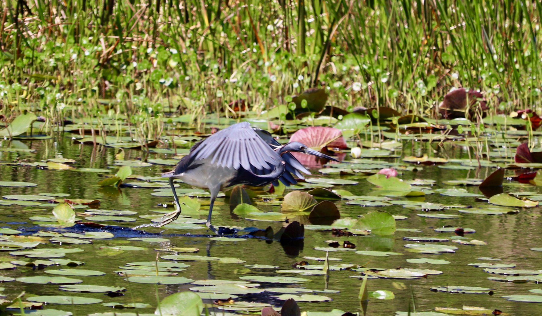 Tricolored Heron. Photo by Ana Lima.