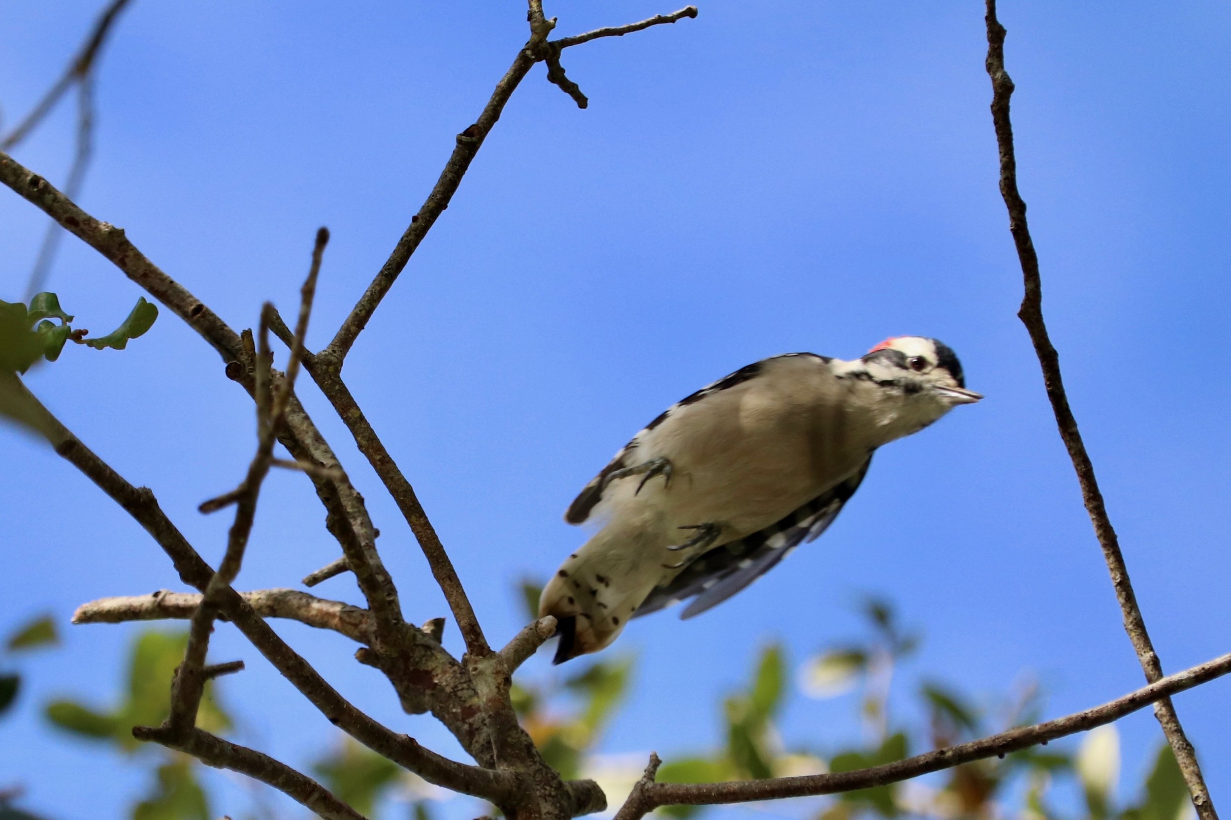 Downy Woodpecker by Ana Lima