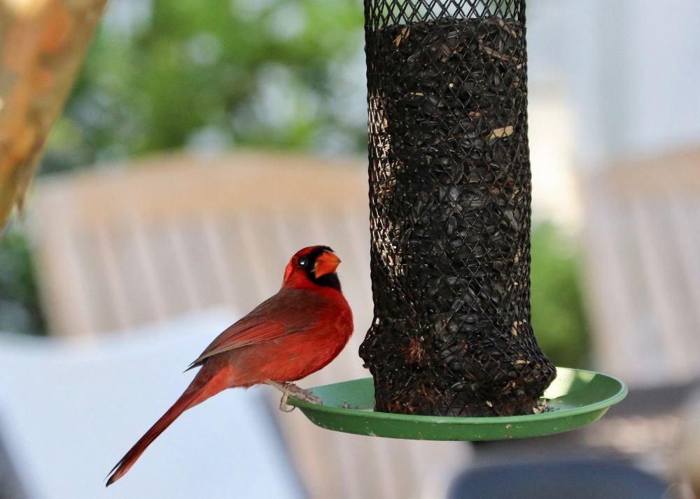 Northern Cardinal