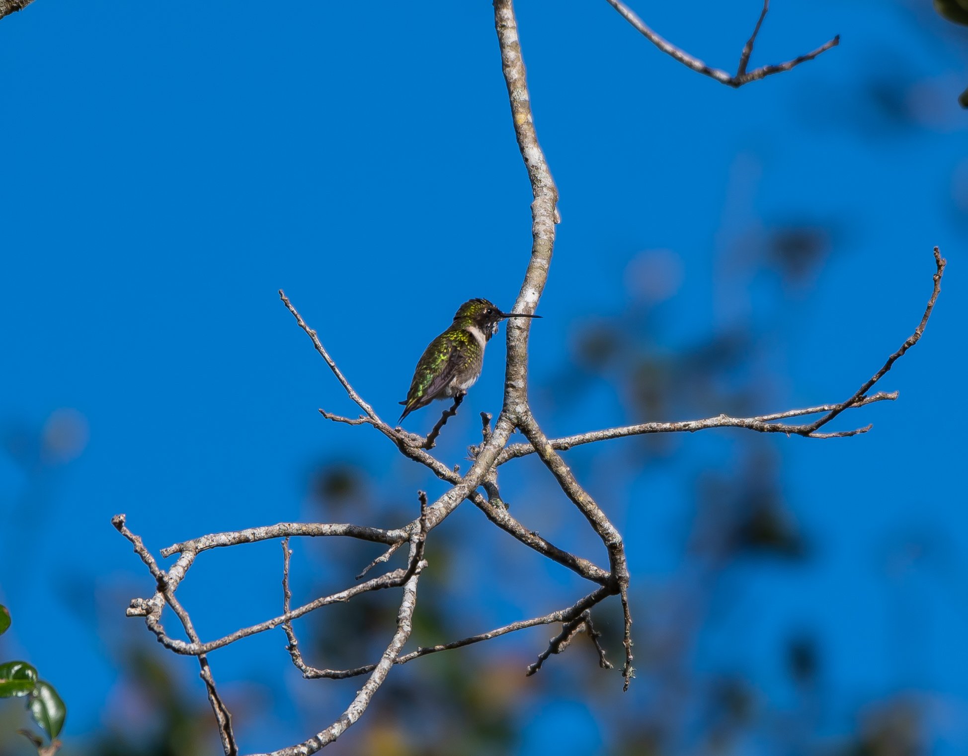 Ruby-throated Hummingbird by Michelle Louden