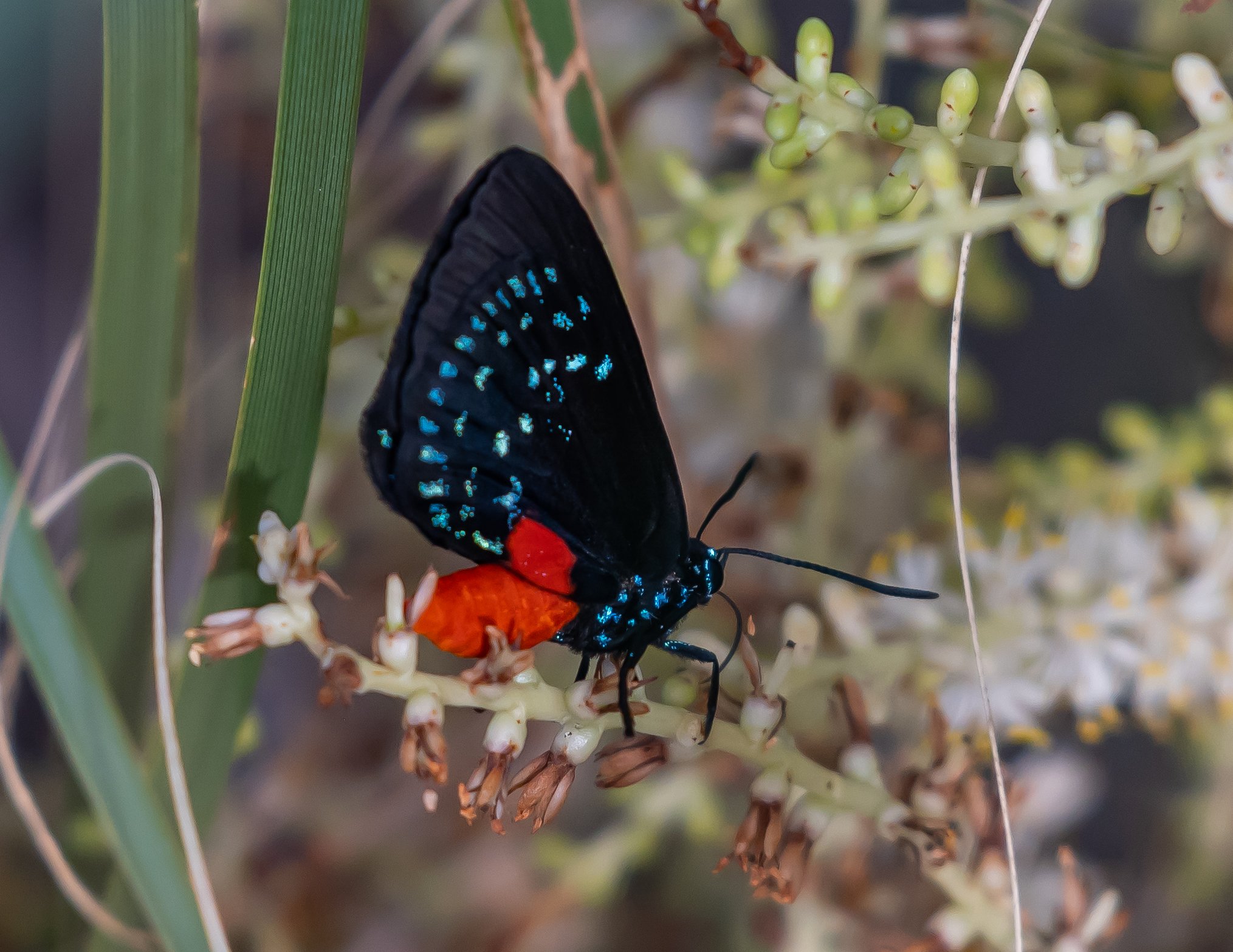 Atala Butterfly by Michele Louden