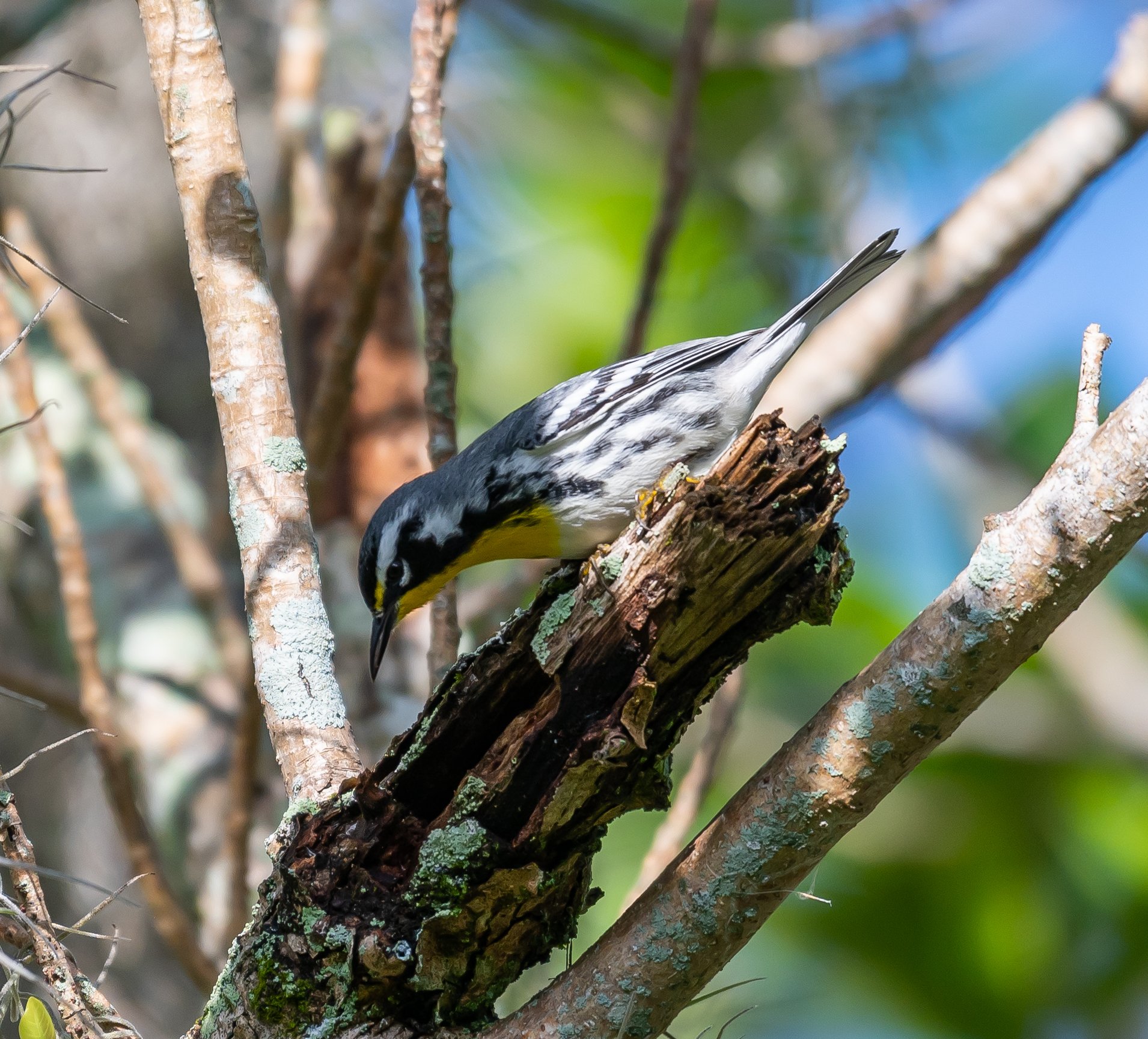 Yellow-throated Warbler by Michele Louden