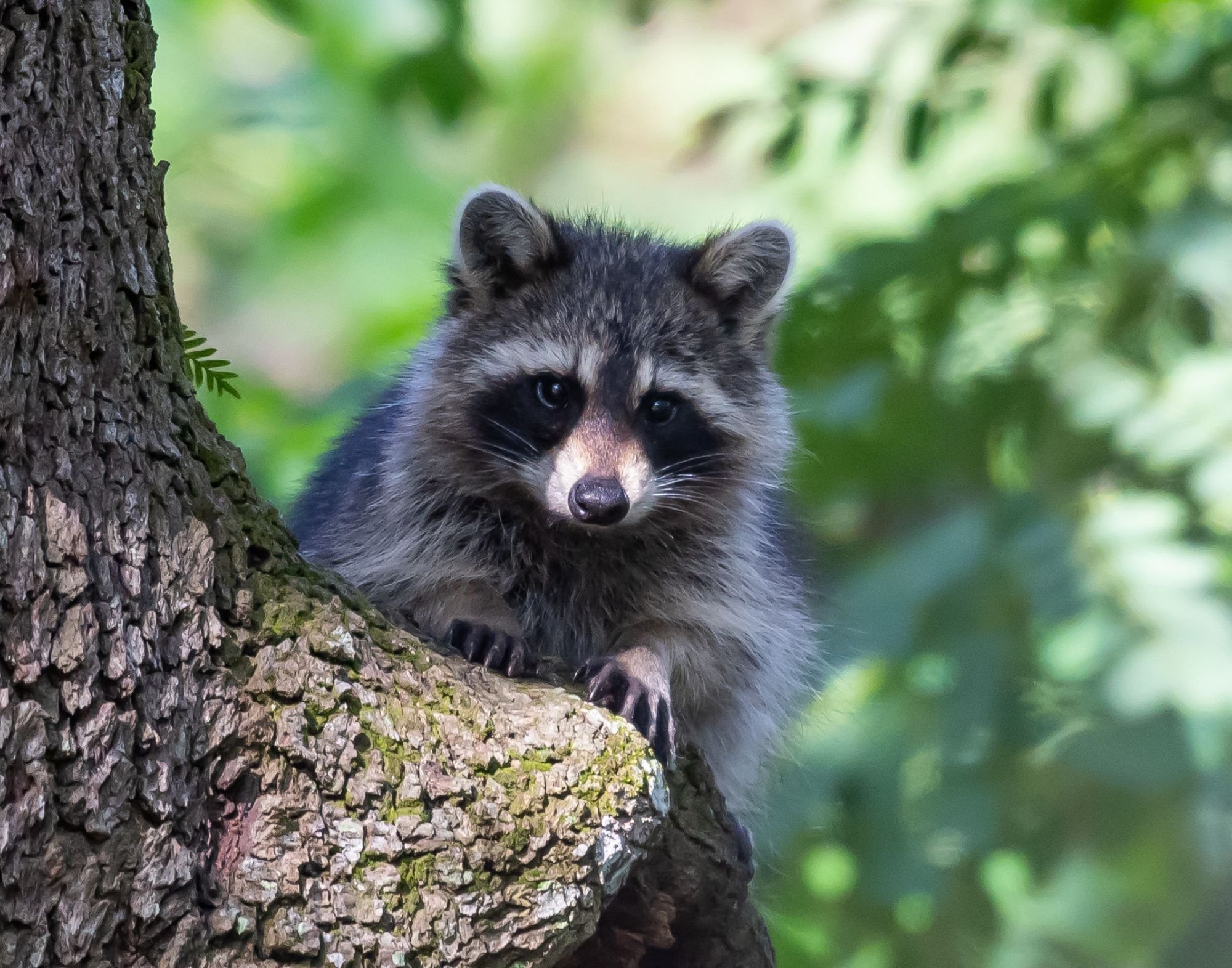  Raccoon by Michele Louden   