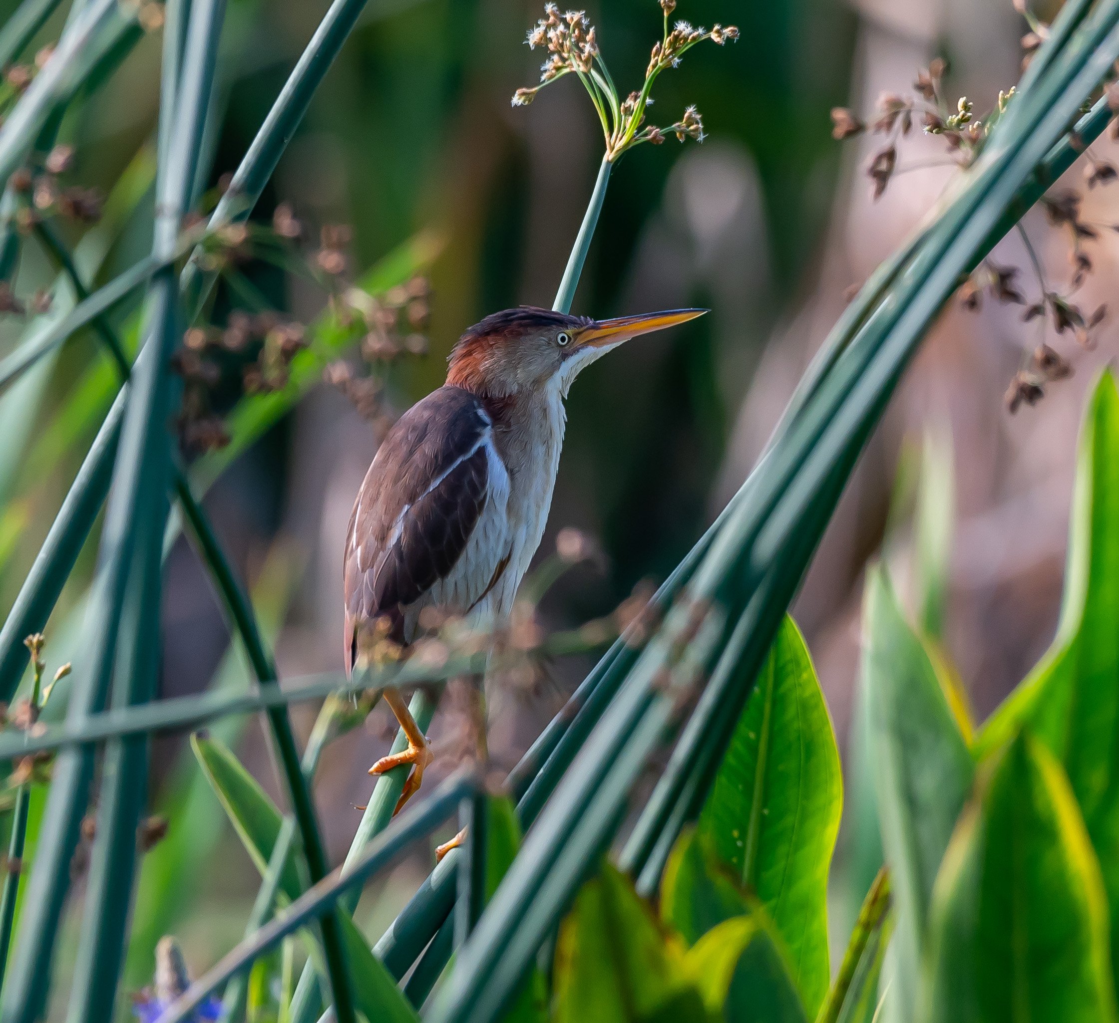 Least Bittern