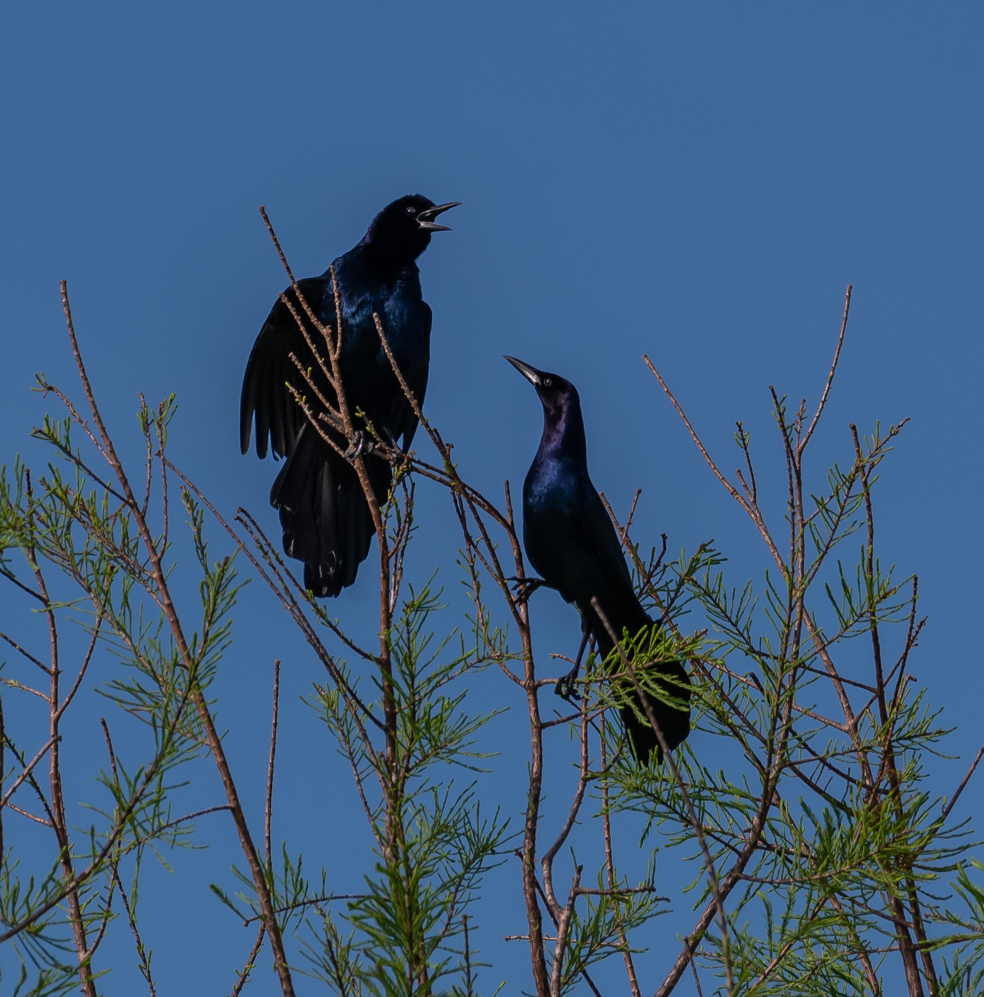 Boat-tailed Grackles