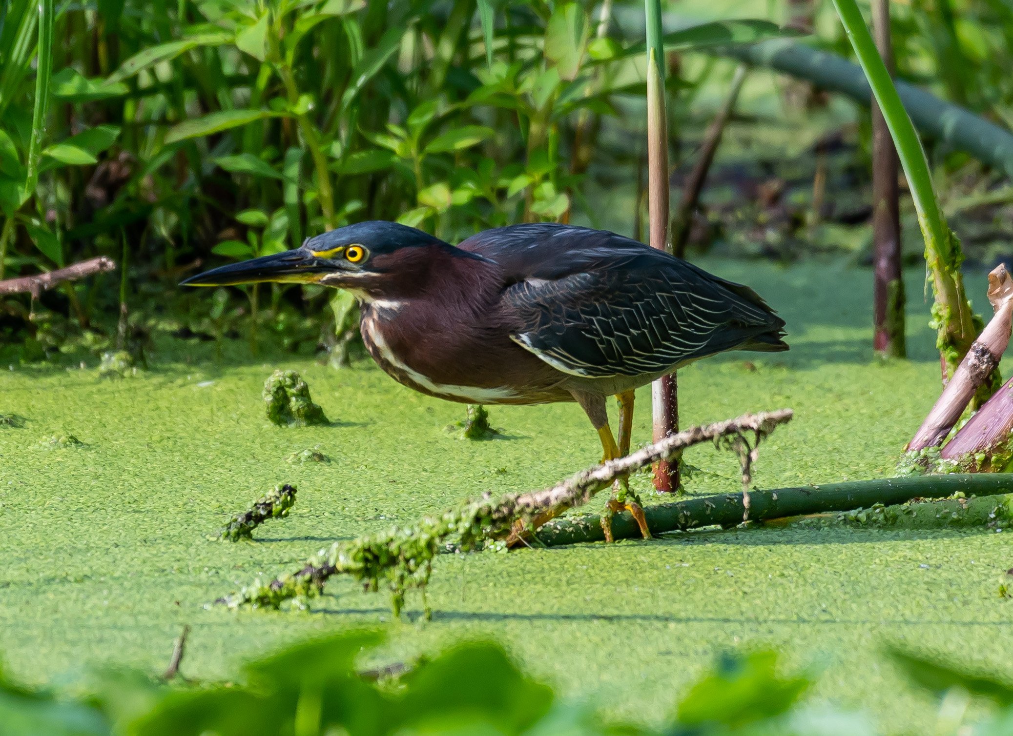 Green Heron