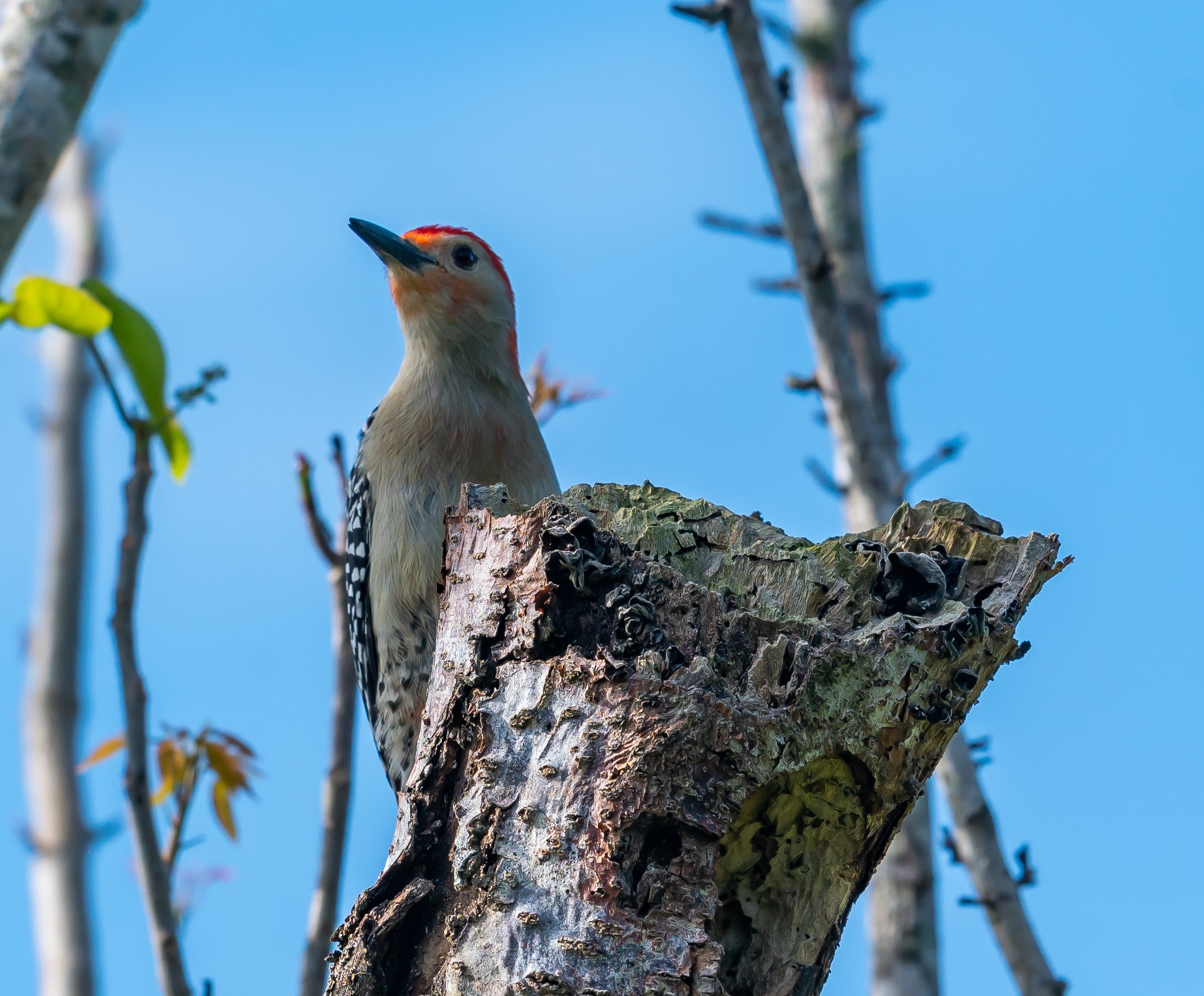 Red-Bellied Woodpecker