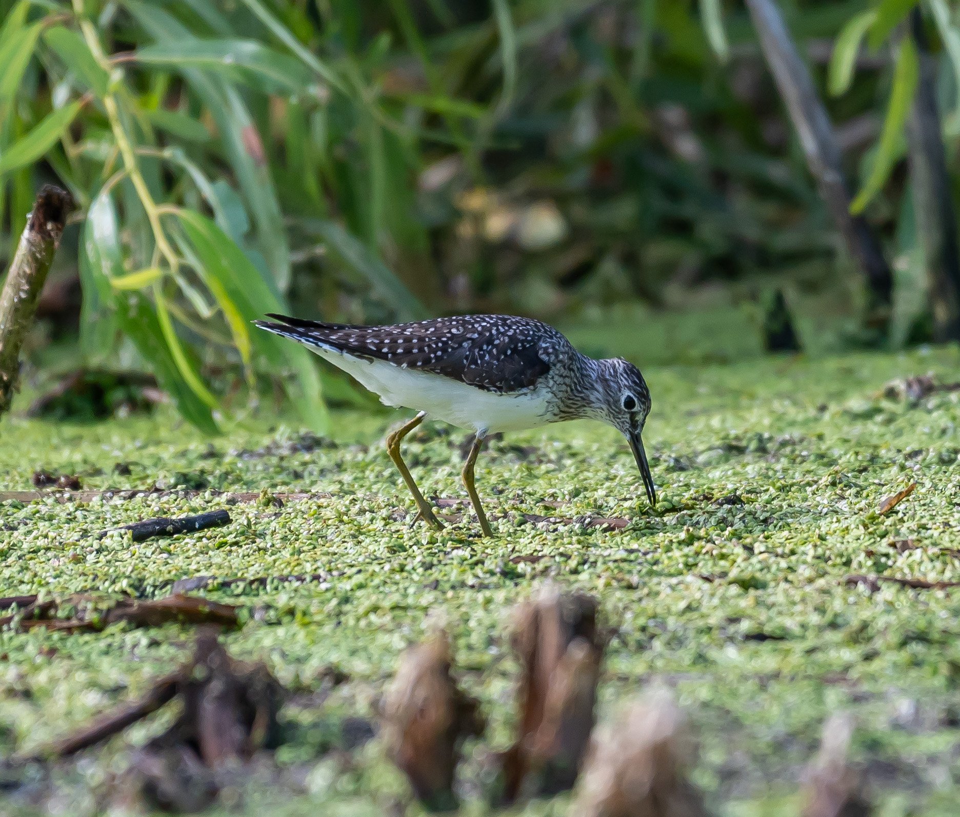 Solitary Sandpiper